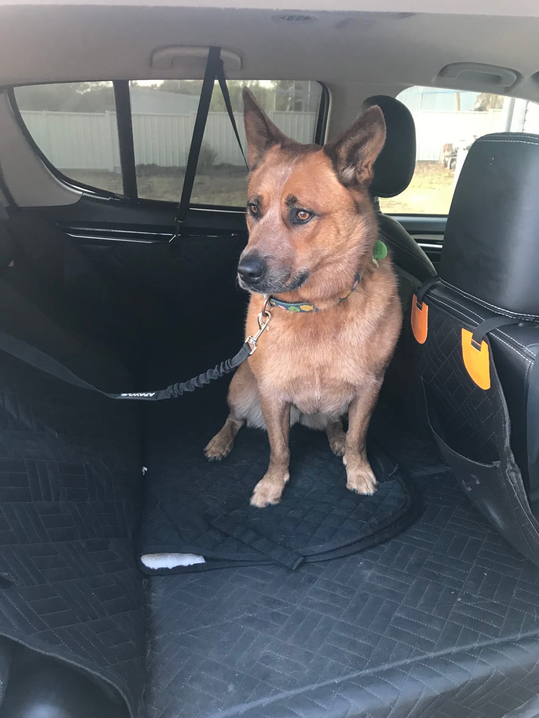 Customer photo review of Back Seat Extender for Dogs – Waterproof Car Seat