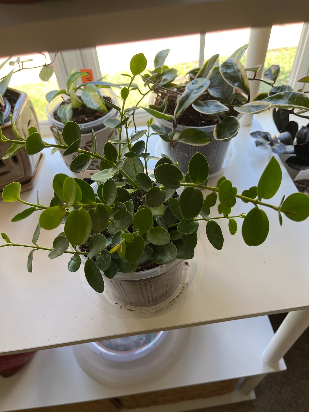 Customer photo review of Hoya cumingiana