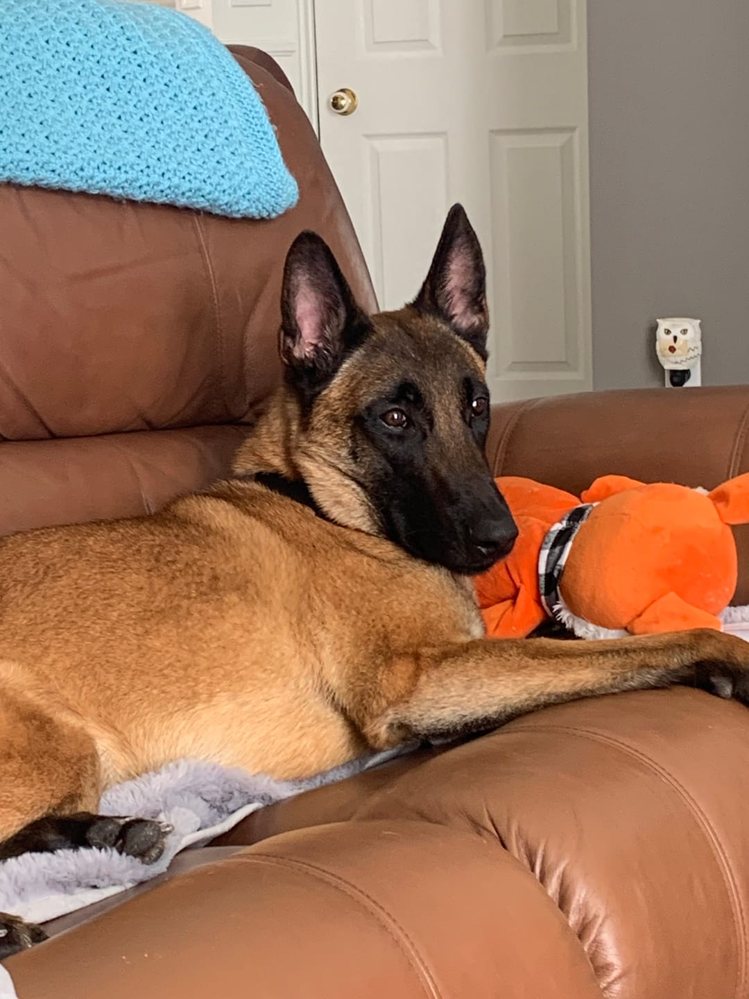 Customer photo review of Inukshuk - Nourriture pour Chien d'entrainement et performant (33lbs)