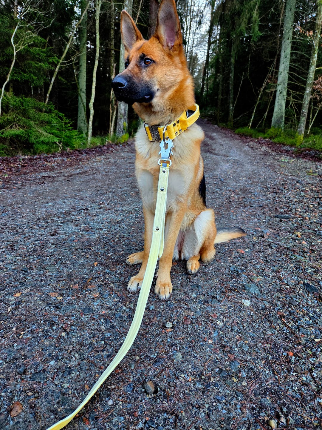 Customer photo review of Walk Leash Rose Edition Plum - Säkert nylonkoppel i olika längder