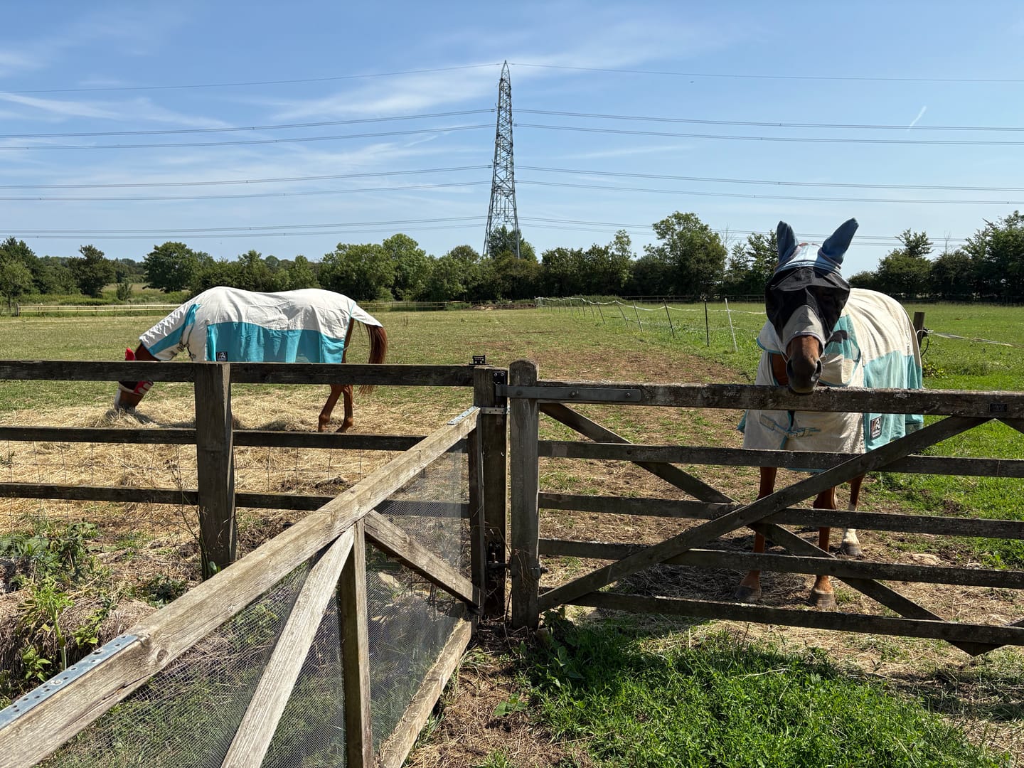 Customer photo review of Allrounder Fly Rug Combo