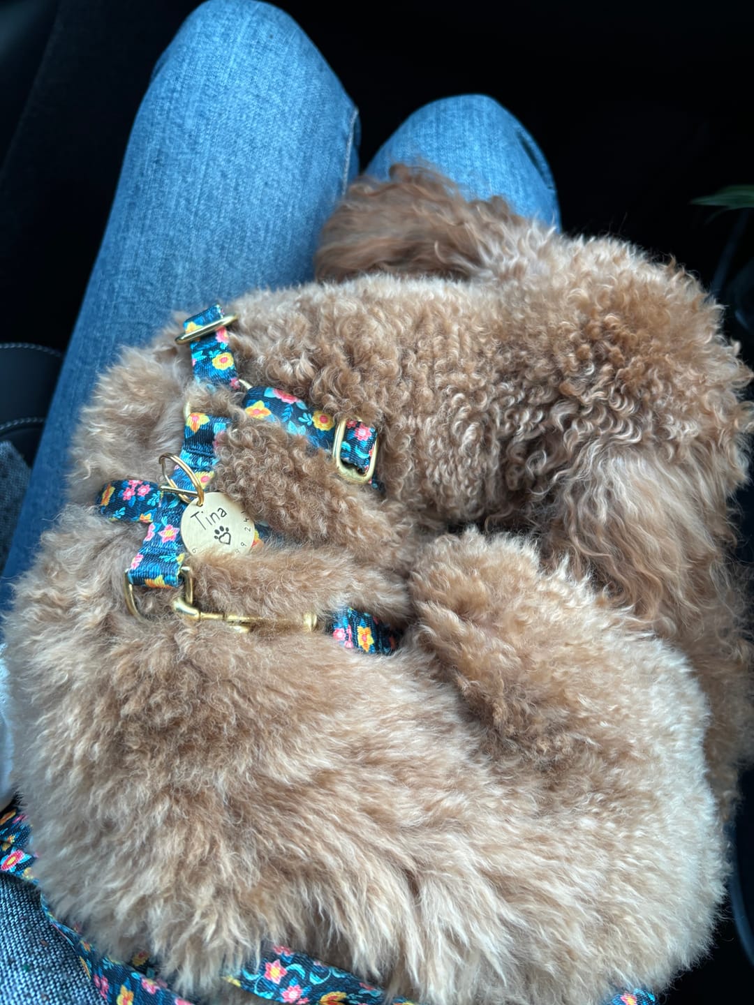 Customer photo review of Szelki guard "Wild Flowers" - złote okucia
