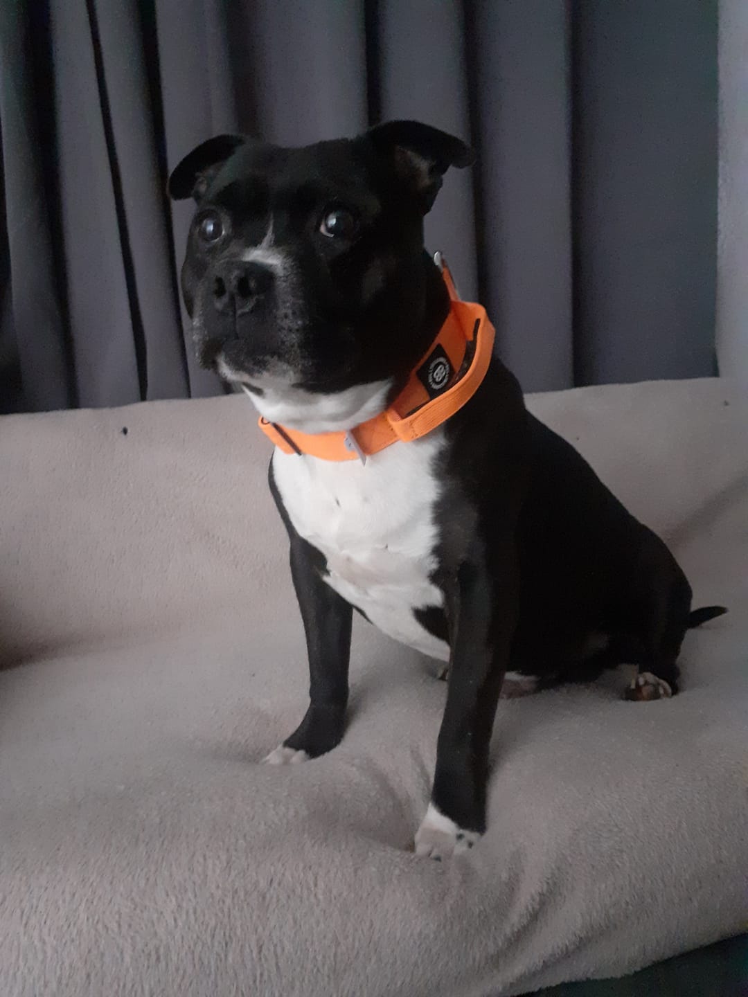 Customer photo review of 4cm Combat® Collar | Handle & Rated Clip - Orange