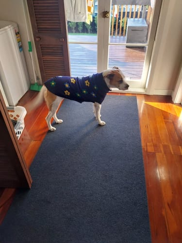 Customer photo review of Knit Dog Sweater Prints