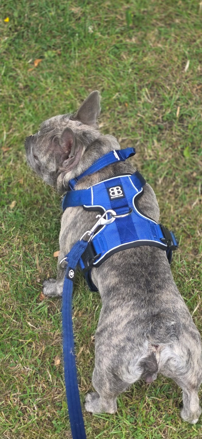 Customer photo review of Comfort Premium Harness | Non Restrictive - Blue