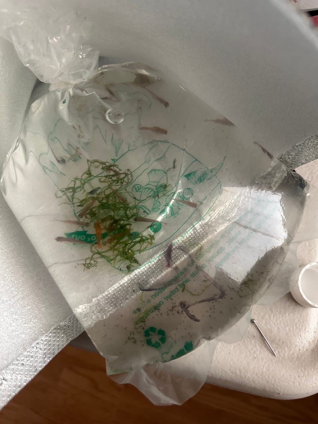 Customer photo review of Dwarf Pea Puffer (Carinotetraodon travancoricus), Tank-Bred