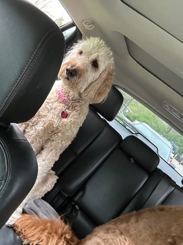 Customer photo review of Hip & Joint