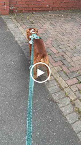 Customer video review of Handsfree Lead - Walkies Ready® Forest Green