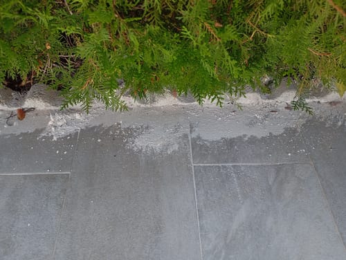 Customer photo review of FERTIBONO Tierra de Diatomeas PREMIUM – 100 % Natural | Polvo Ultrafino 8 kg |Múltiples Aplicaciones | Alta Pureza Super Blanca | Vegano y Seguro