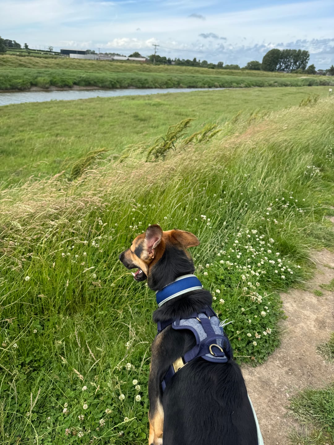 Customer photo review of 4cm Slip on Collar | Foam Padded - Blue x Turquoise
