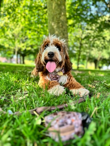 Customer photo review of 4ft Rope Lead - Brown