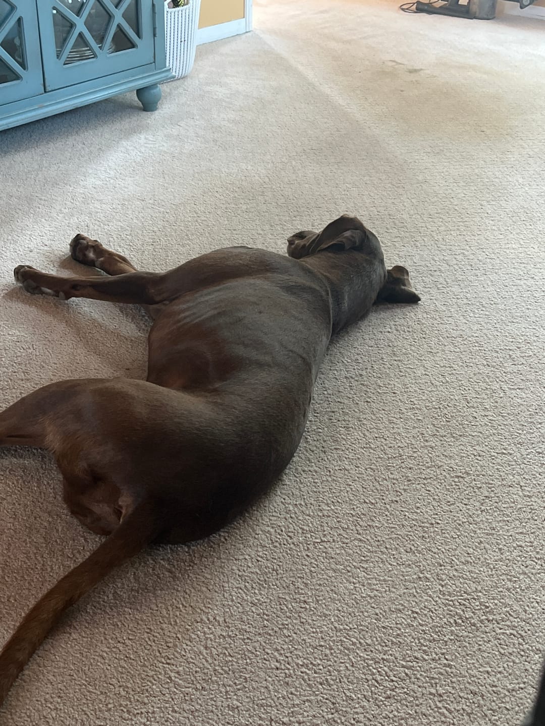 Customer photo review of 10-12 Inch Peanut Butter Cheek Roll