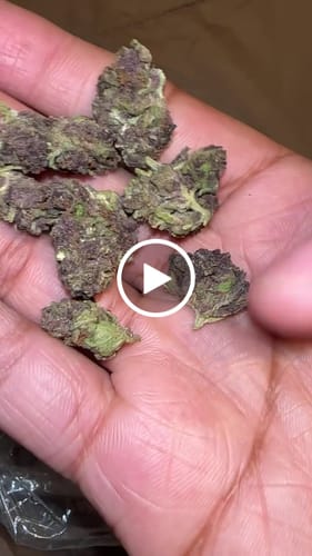 Customer video review of OG Kush - Bulk - Indica