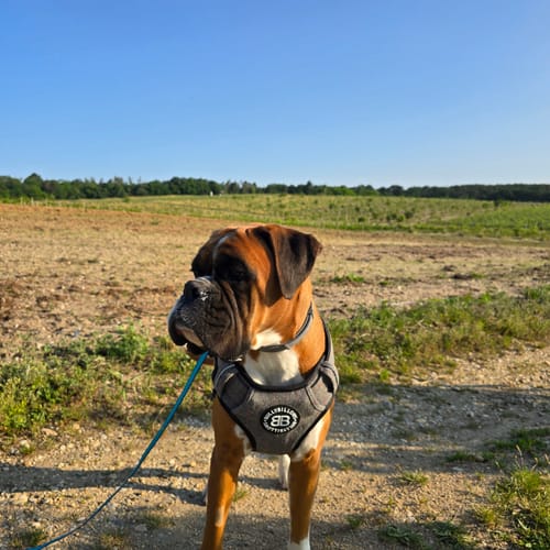 Customer photo review of Premium Comfort Herringbone Harness | Non Restrictive - Stone Grey