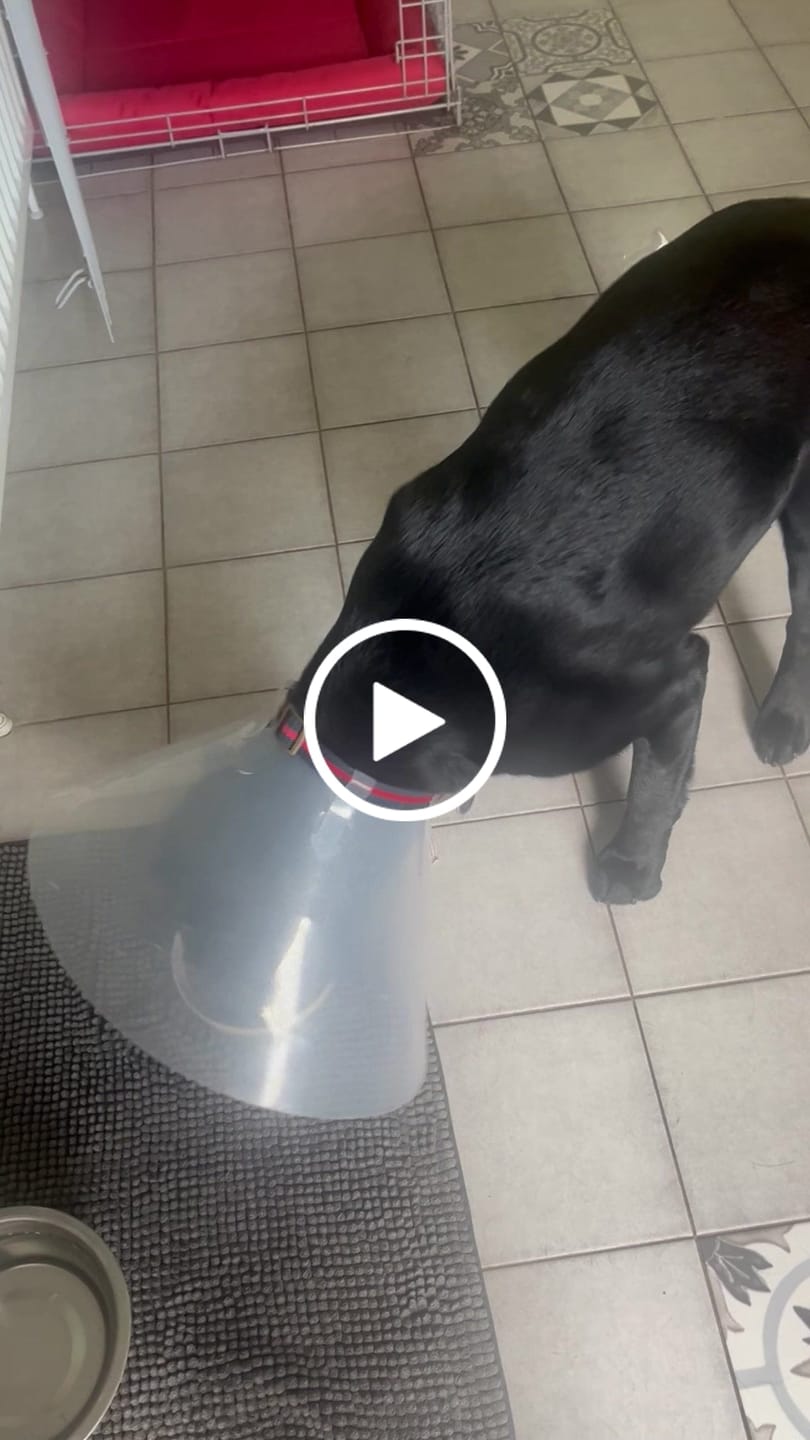 Customer video review of Scottish Salmon Dry Food