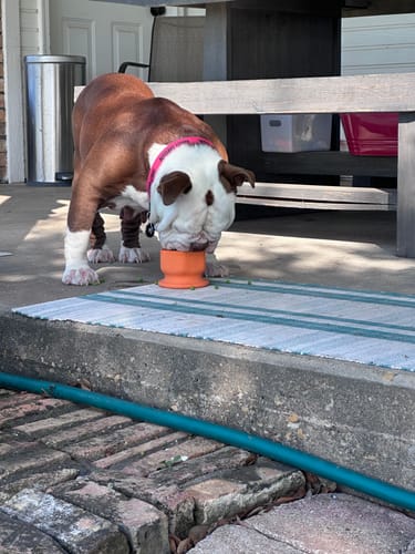 Customer photo review of FreezCup - Long-Lasting Chew Fun