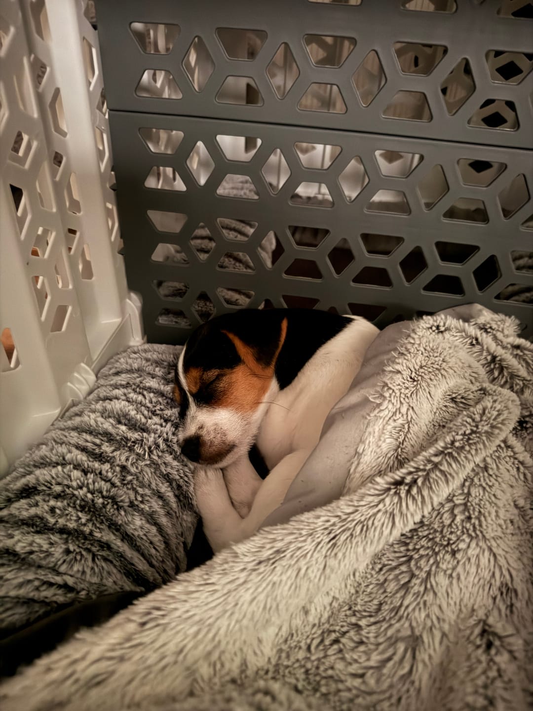 Customer photo review of Medium PAWD divider