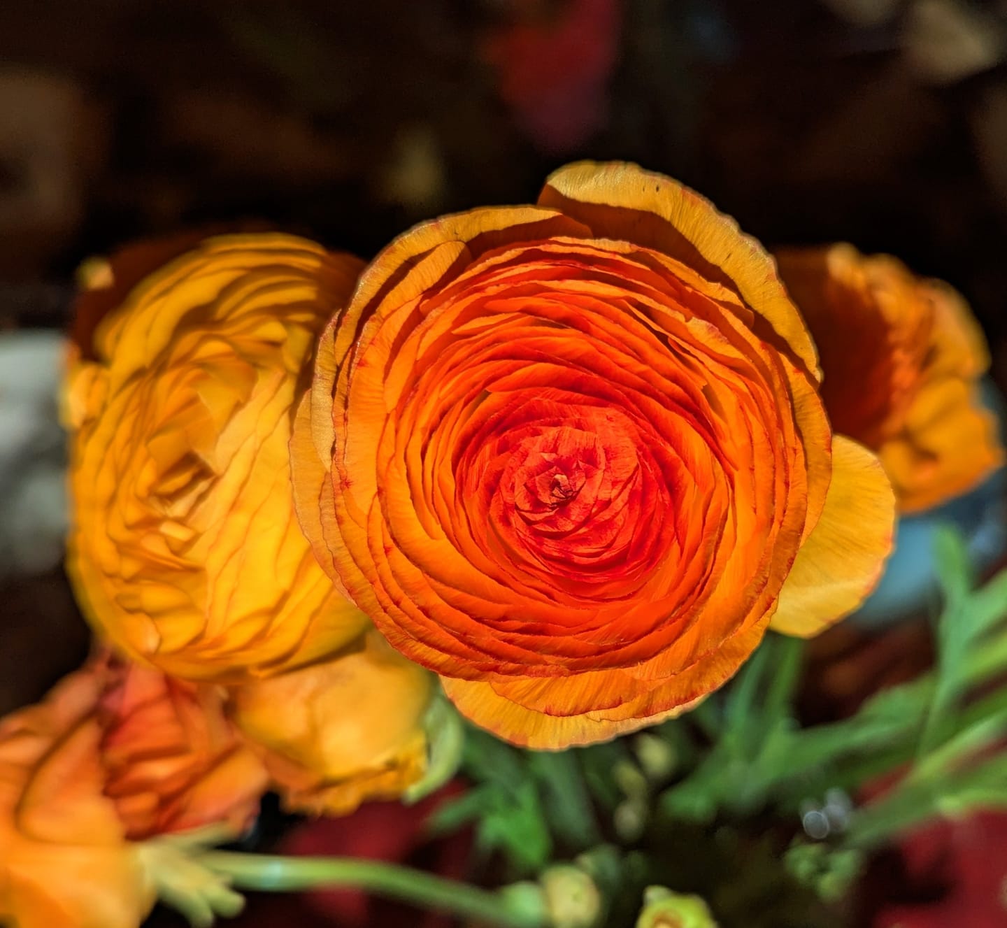 Customer photo review of Orange Ranunculus