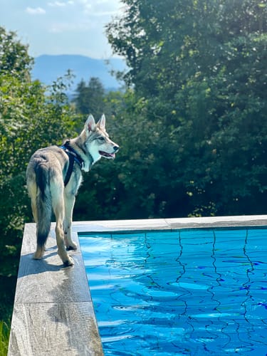 Customer photo review of No-Pull Paw Harness™ (Get Free Leash)