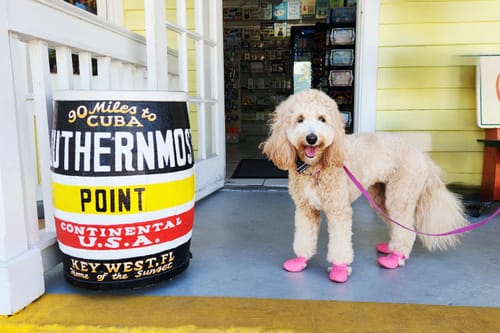 Customer photo review of WagWellies® Mojave