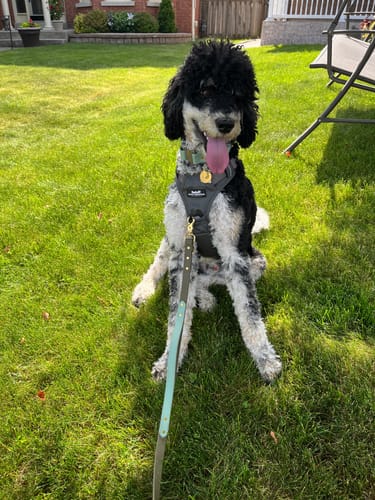 Customer photo review of Biothane Traffic Handle Dog Leash