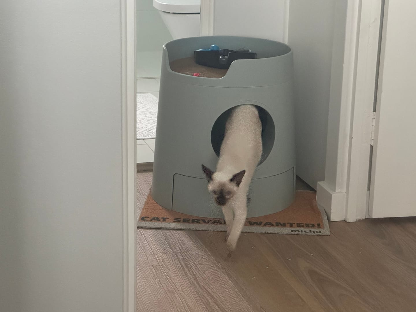 Customer photo review of Michu Tofu Cat Litter Gen3 6L- Dust-Free and Natural Clumping Tofu-Based Formula for Easy Cleanup