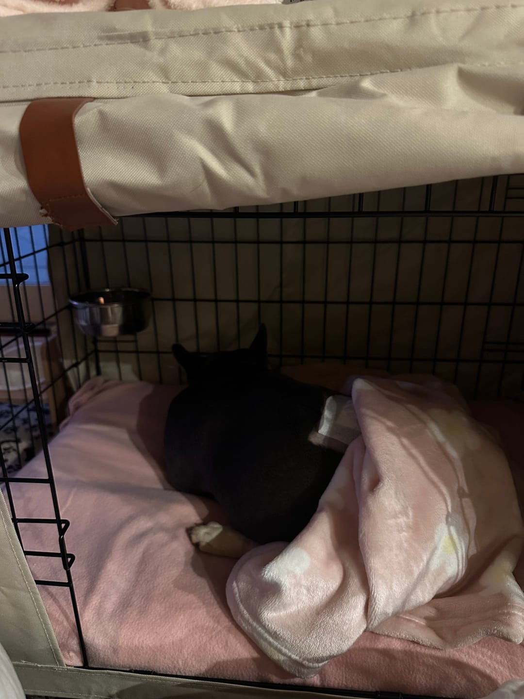 Customer photo review of Kangaroo Dog Crate Mat