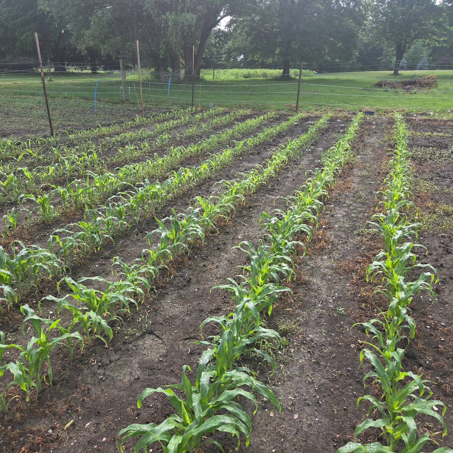 Customer photo review of Quick Trip Attribute II Sweet Corn (Roundup Ready)