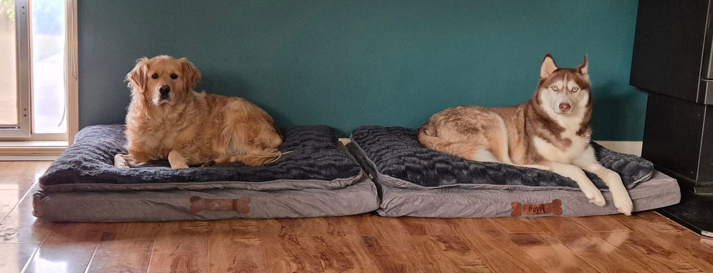Customer photo review of Pawz Dog Memory Foam Mattress