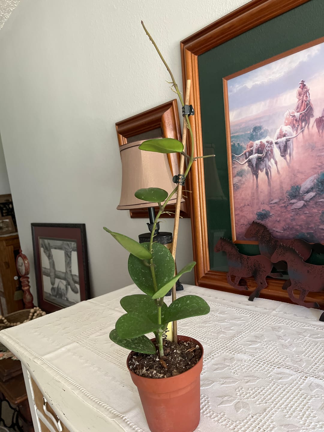 Customer photo review of Hoya obovata