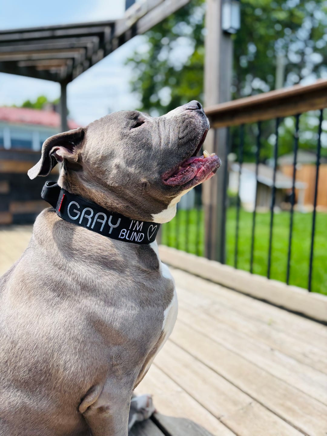 Customer photo review of 2" Tactik Dog Collar - Black