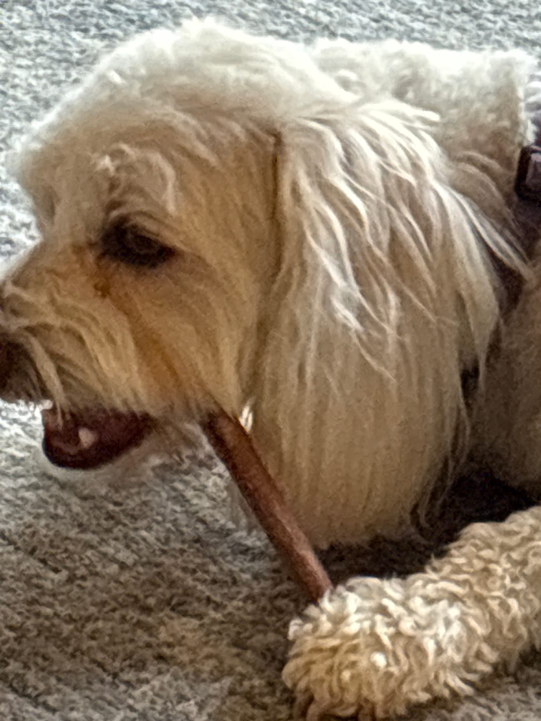 Customer photo review of Maplewood Smoked Bullys
