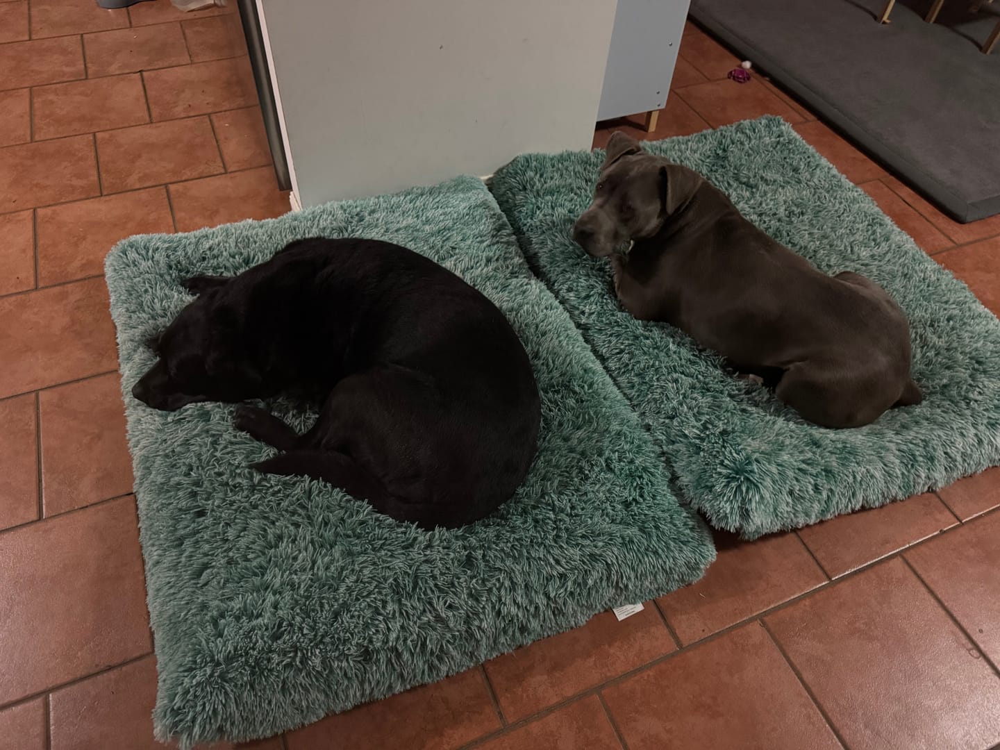 Customer photo review of PaWz Premium SuperMat Calming Bed