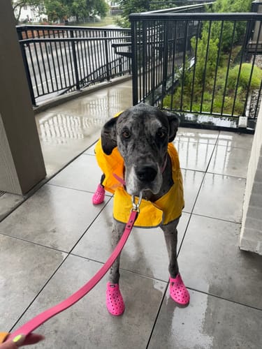 Customer photo review of WagWellies® Mojave