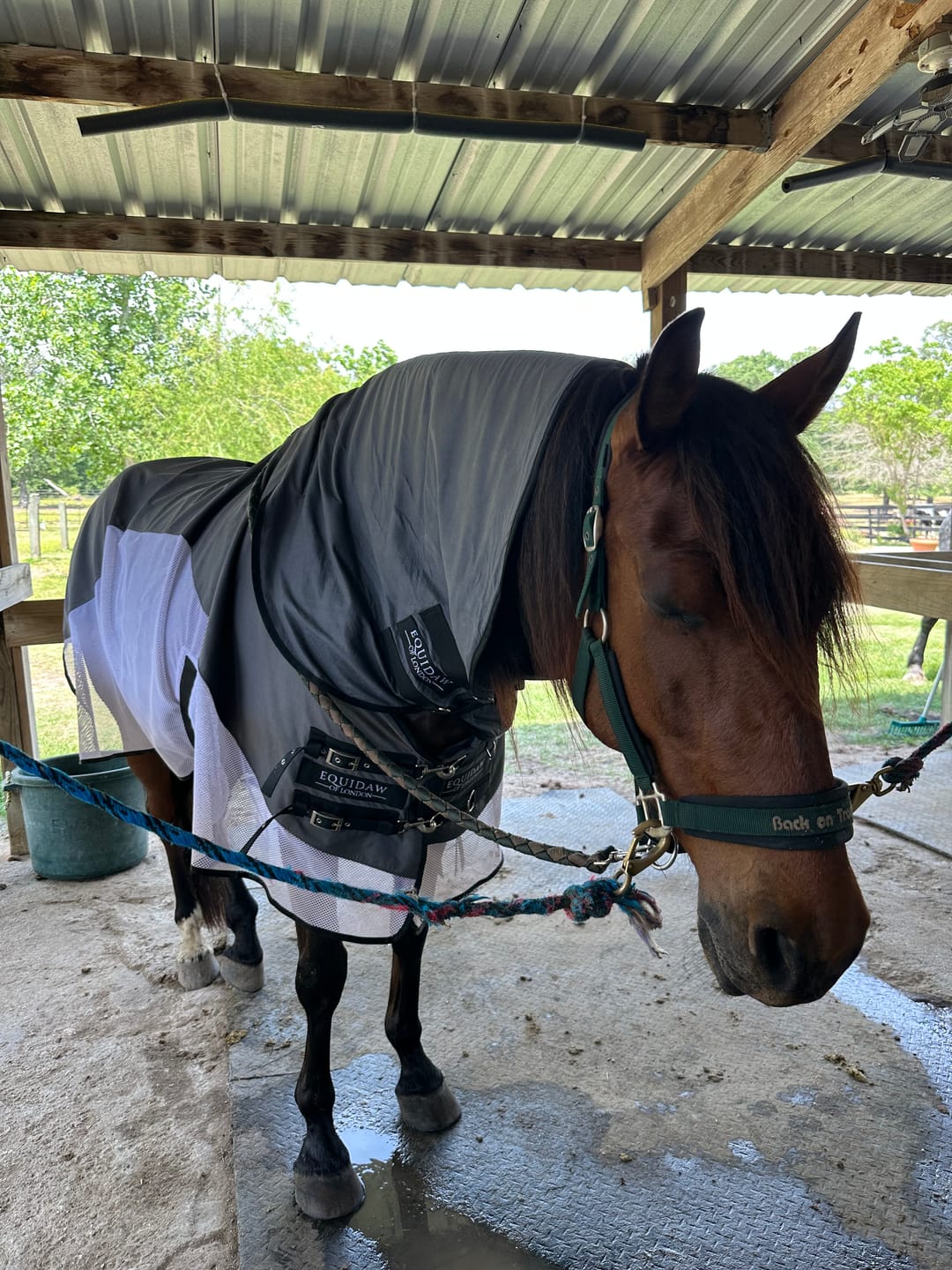 Customer photo review of Luxury Horse Cooling Rug
