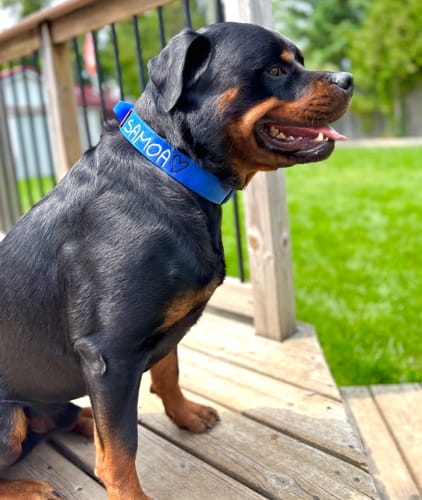 Customer photo review of 1.5" Tacti Slim Dog Collar - Cobalt