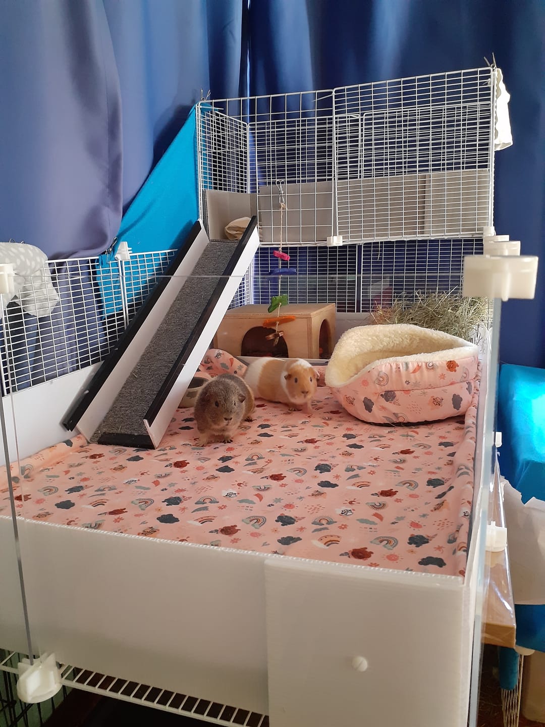Customer photo review of Clear Panel Pack - Ozzy Cages