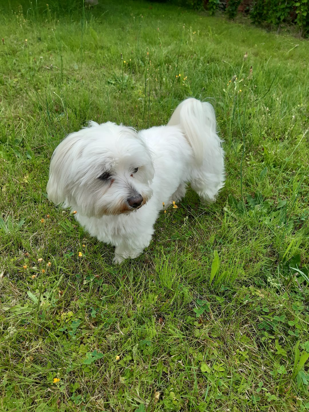 Customer photo review of Hundekekse - Apfel-Fenchel - 0.5 mg CBD (vegan)