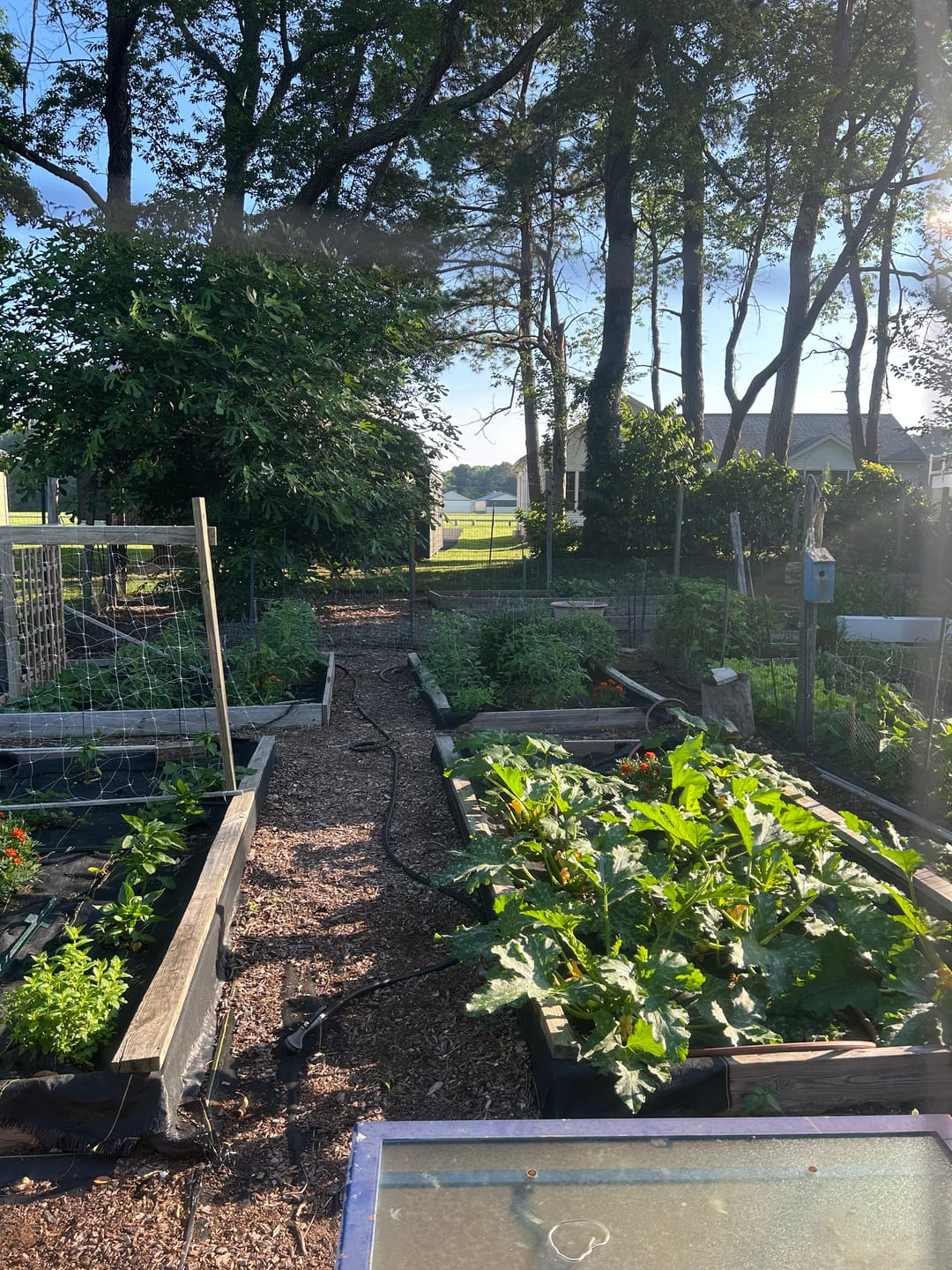 Customer photo review of Ancient Soil: Organic Living Soil for Thriving Plants