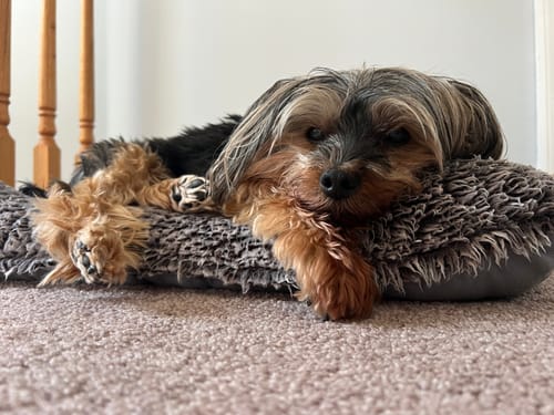 Customer photo review of Collagen Puptides