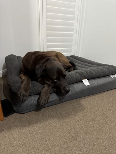 Customer photo review of PaWz Orthopedic Dog Bed – Egg Foam, Waterproof & Washable