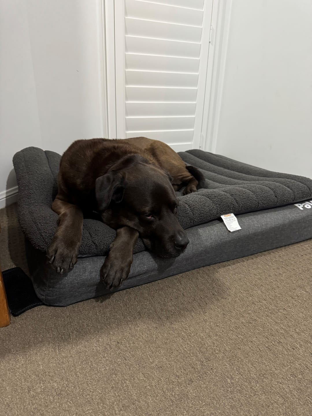 Customer photo review of PaWz Orthopedic Dog Bed – Egg Foam, Waterproof & Washable