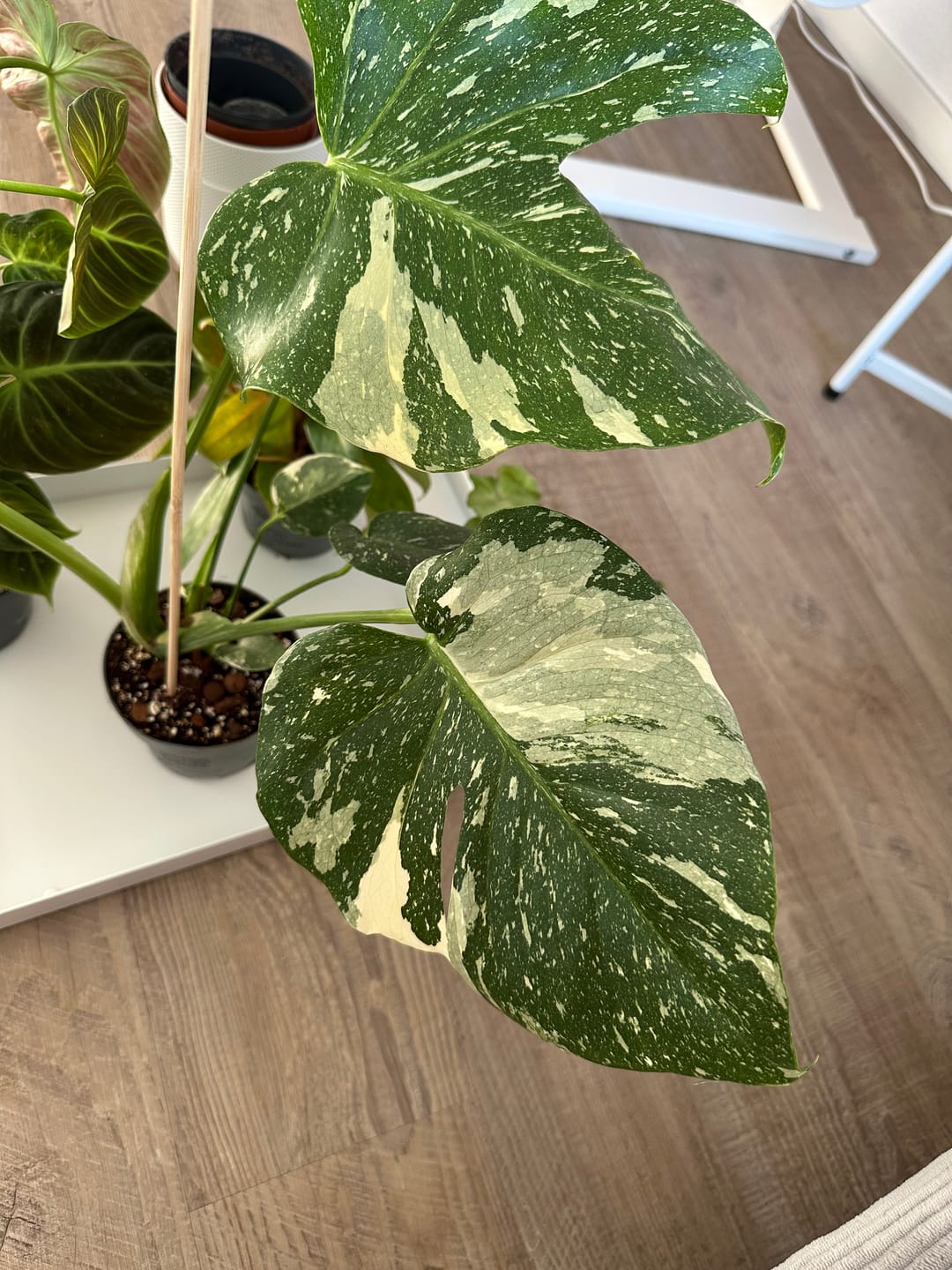 Customer photo review of MONSTERA THAI CONSTELLATION