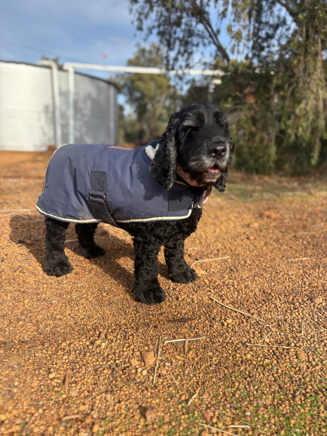 Customer photo review of Horseware Newmarket Dog Coat