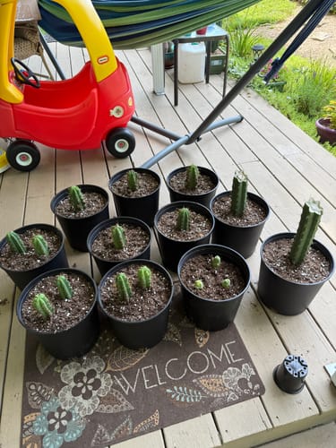 Customer photo review of Trichocereus Bridgesii Cuttings | Bolivian Torch Cactus Cuttings