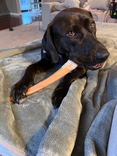 Customer photo review of 12 Inch Jumbo Bully Stick