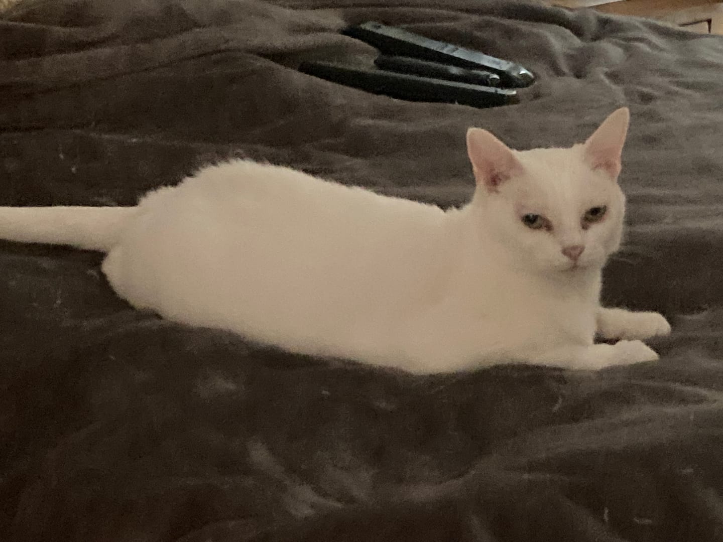 Customer photo review of Cat Gel