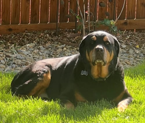 Customer photo review of Collagen Puptides