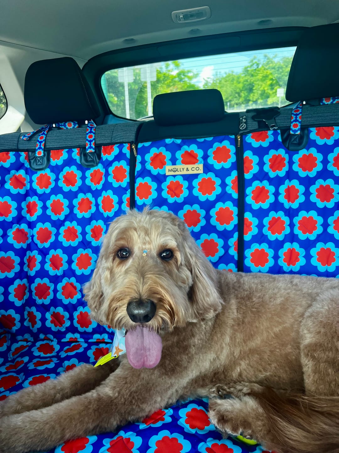 Customer photo review of Sorrento - Dog Car Seat Cover