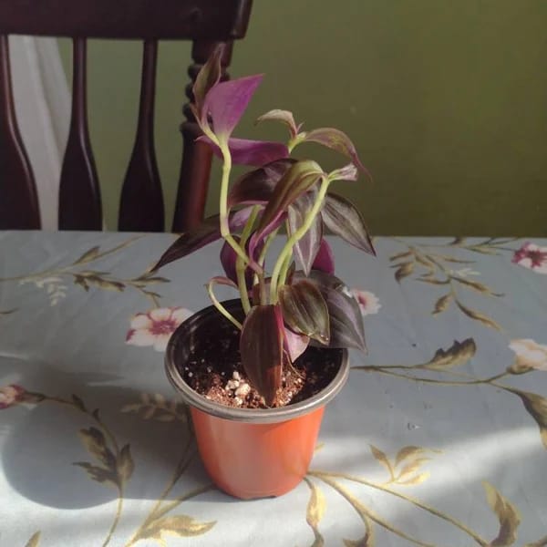 Customer photo review of Purple Wandering Jew in 3" Grow Pot | Easy Care Indoor Plant  | Live Wandering Dude Houseplant | Purple Plant For Indoors | Beginner Friendly Plant | Low Light Plant